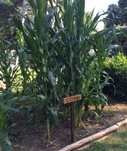 Tall corn in the garden of the Back 40 at the UTSA Institute of Texan Cultures.